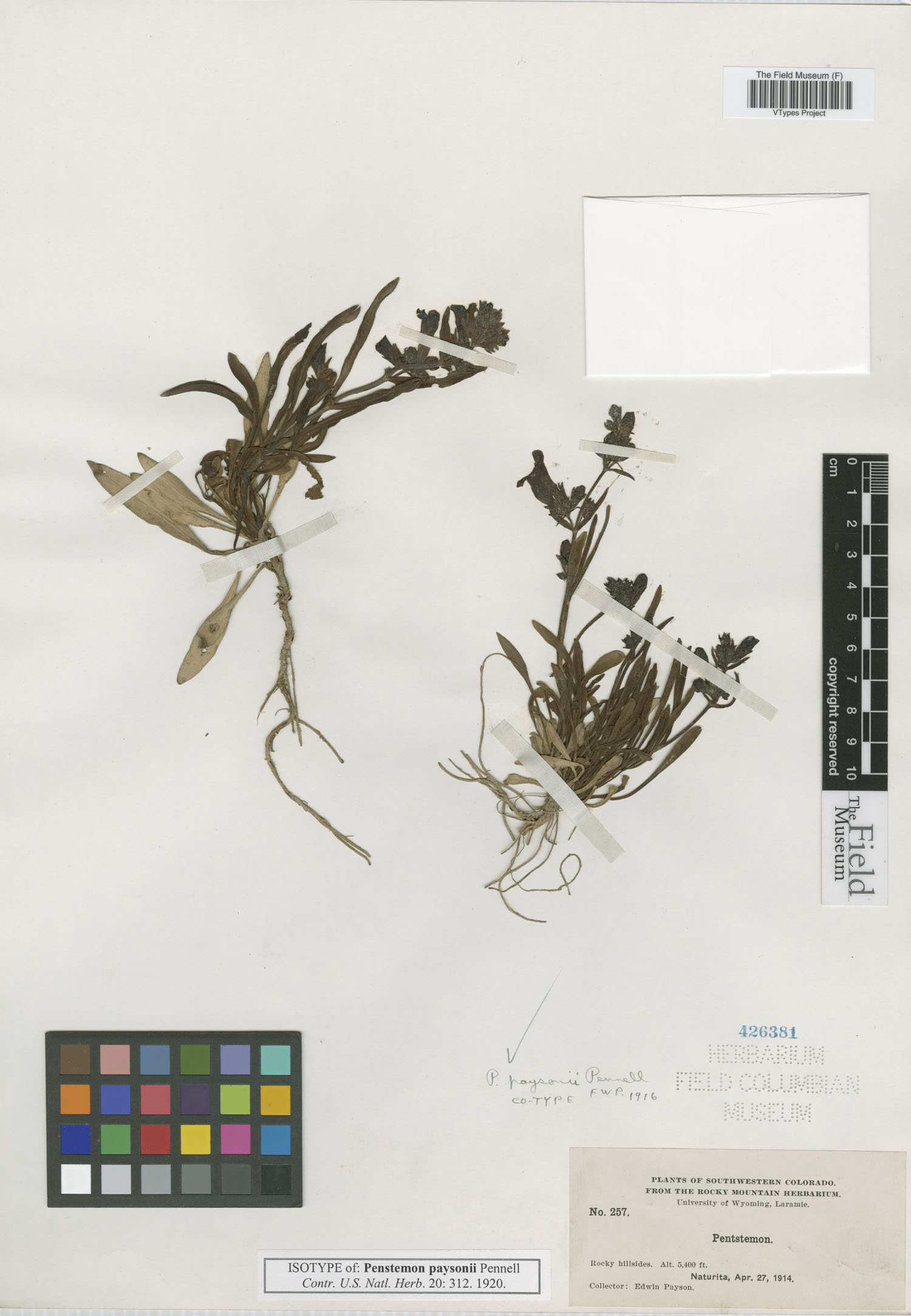 Penstemon moffatii subsp. paysonii image