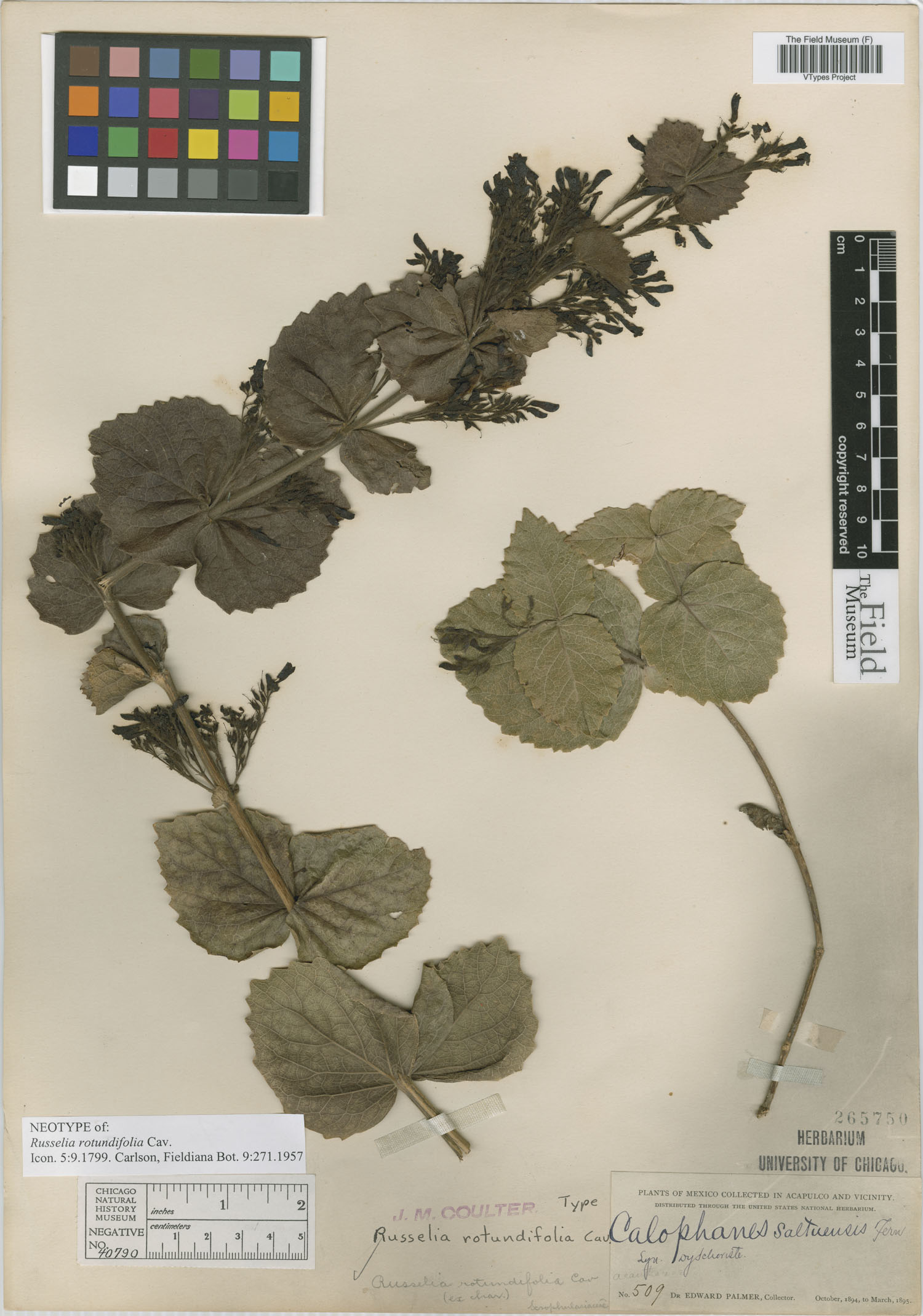 Russelia rotundifolia image