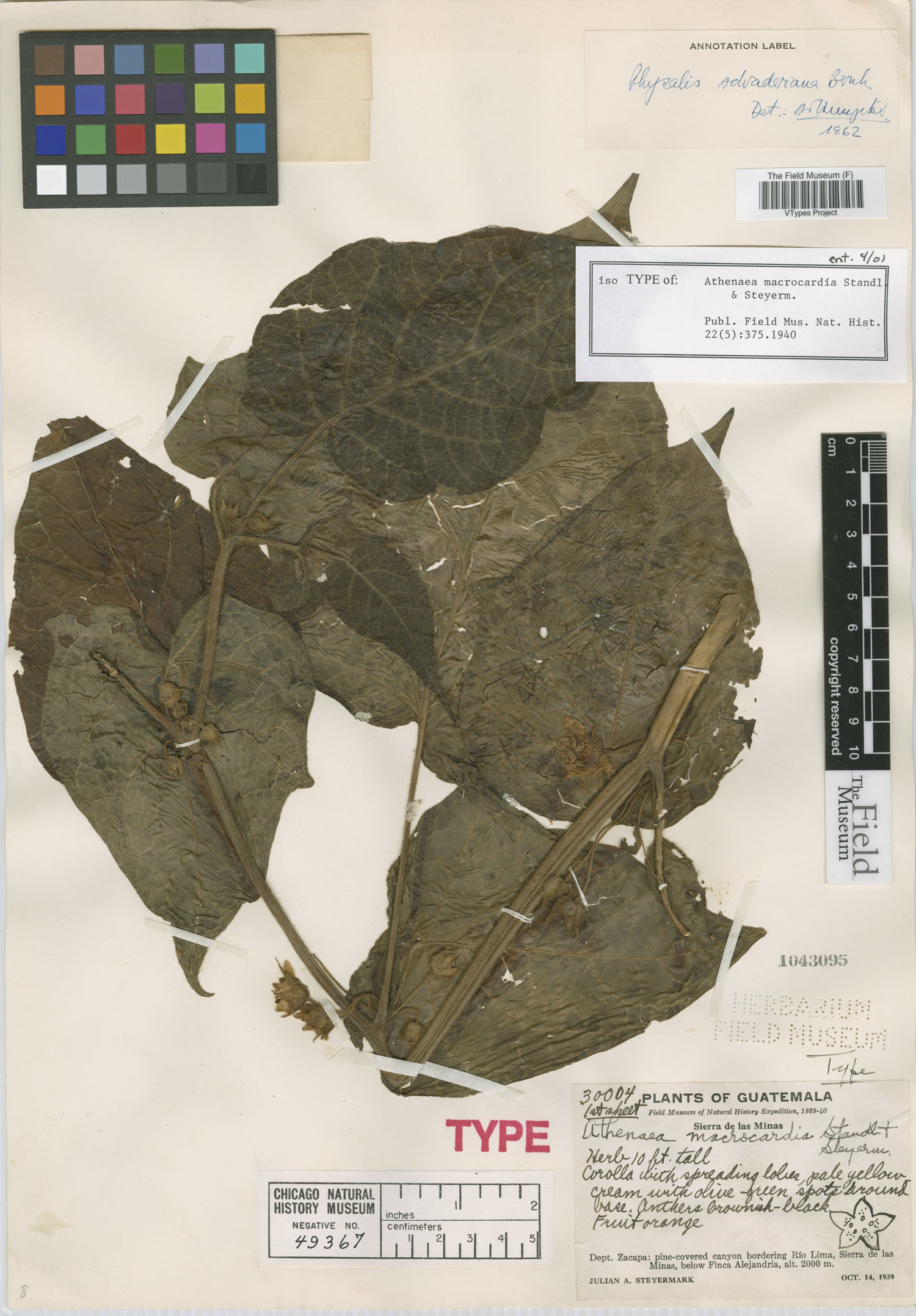 Schraderanthus viscosus image
