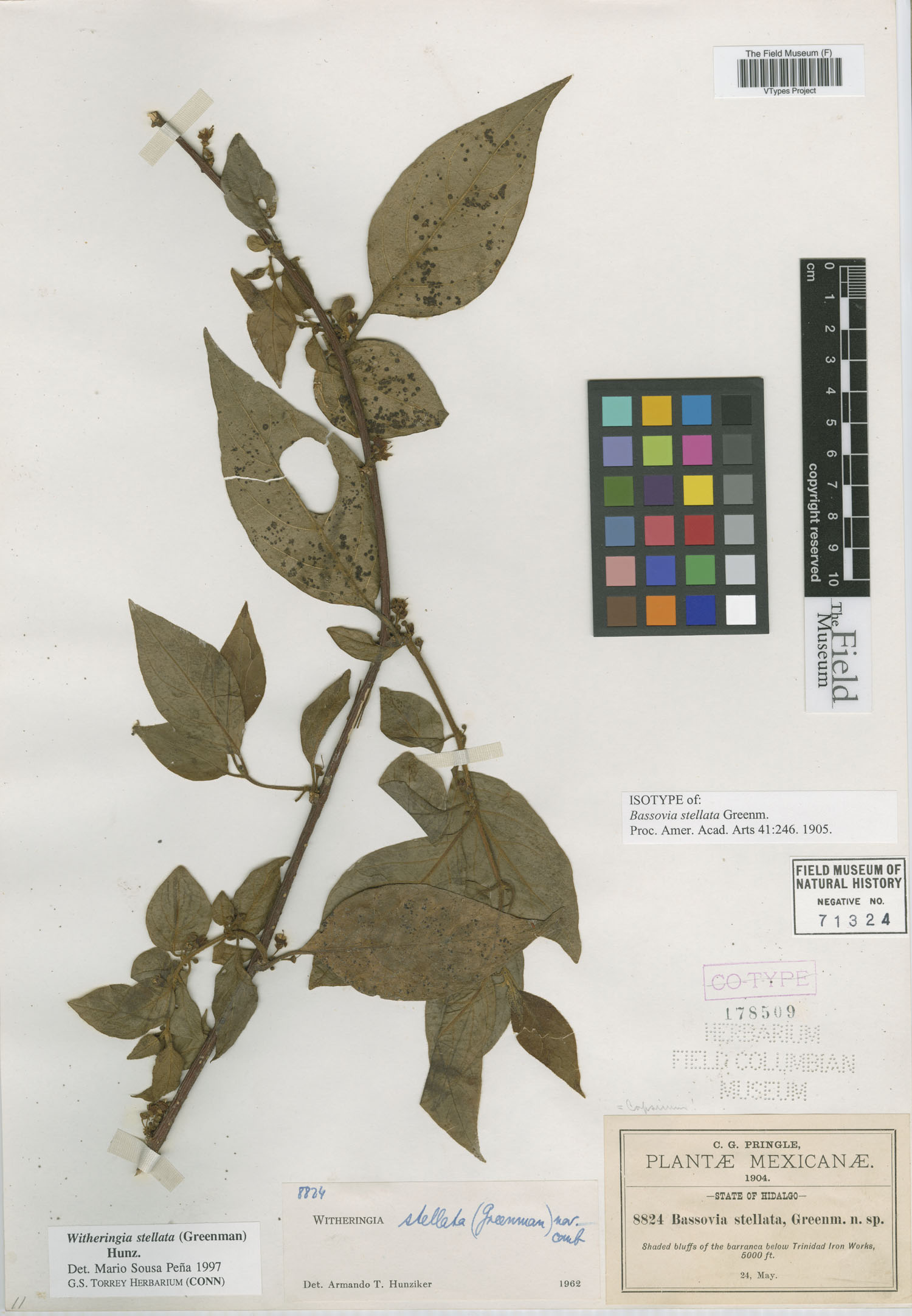 Bassovia stellata image