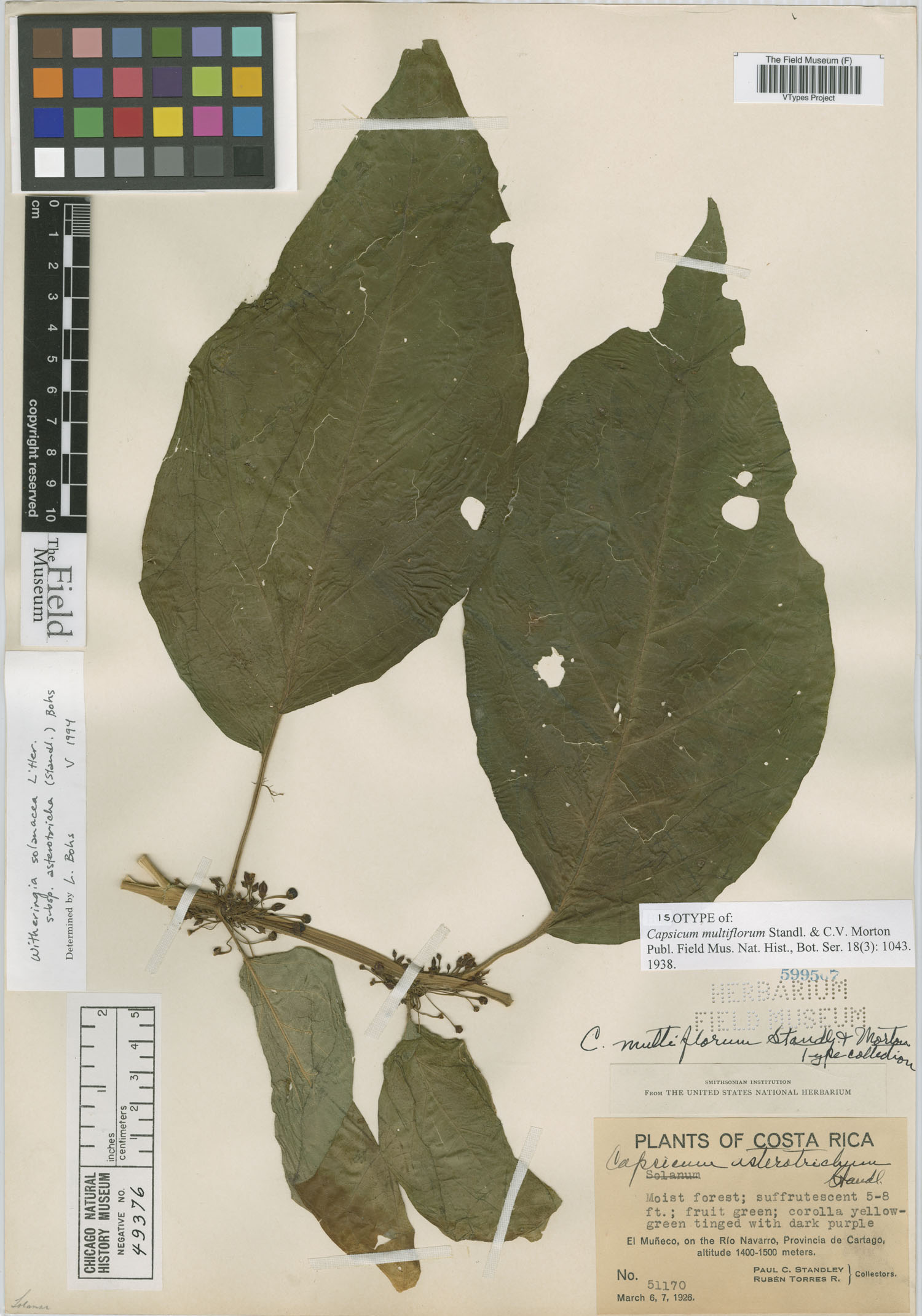 Witheringia asterotricha image