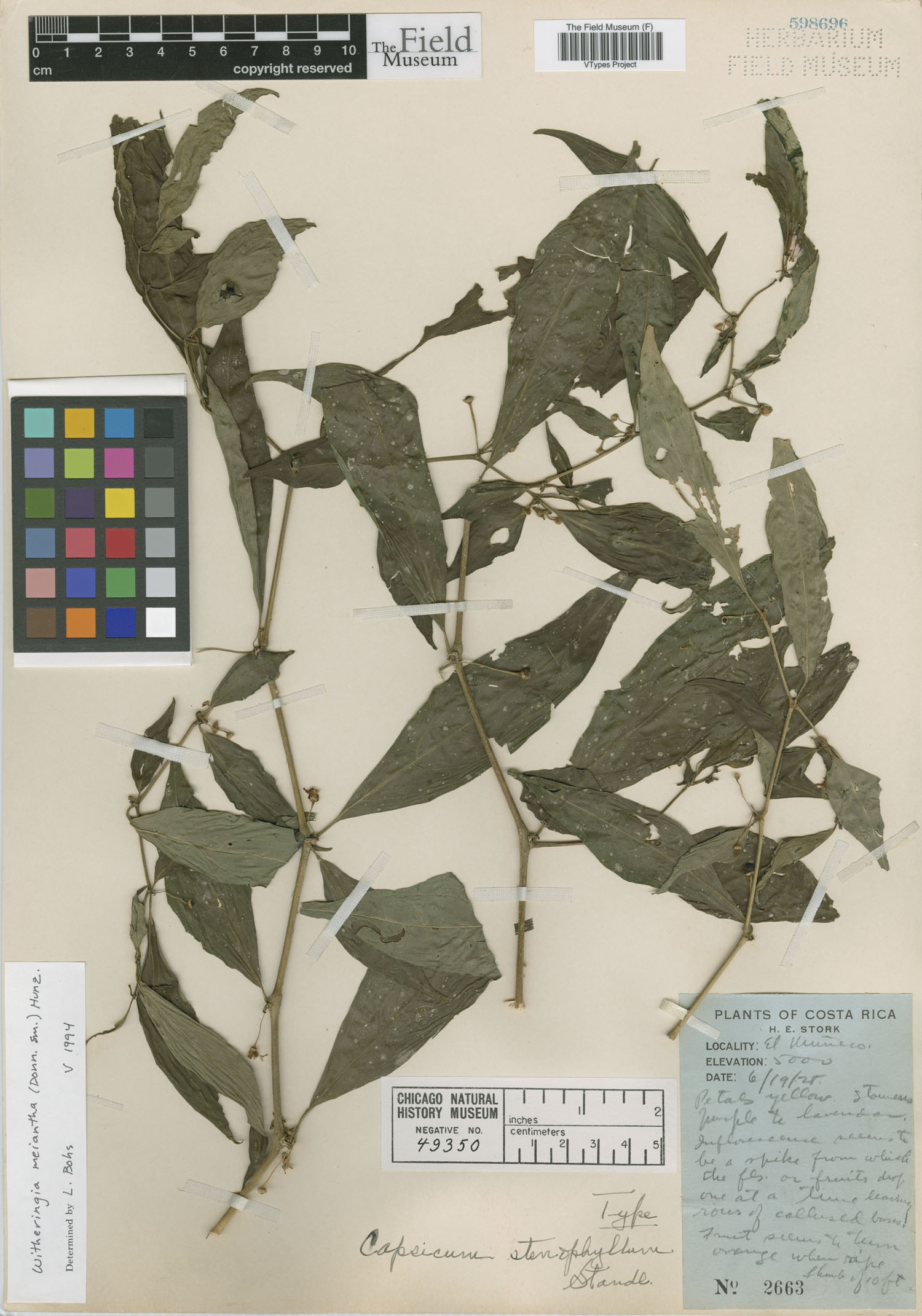Capsicum stenophyllum image
