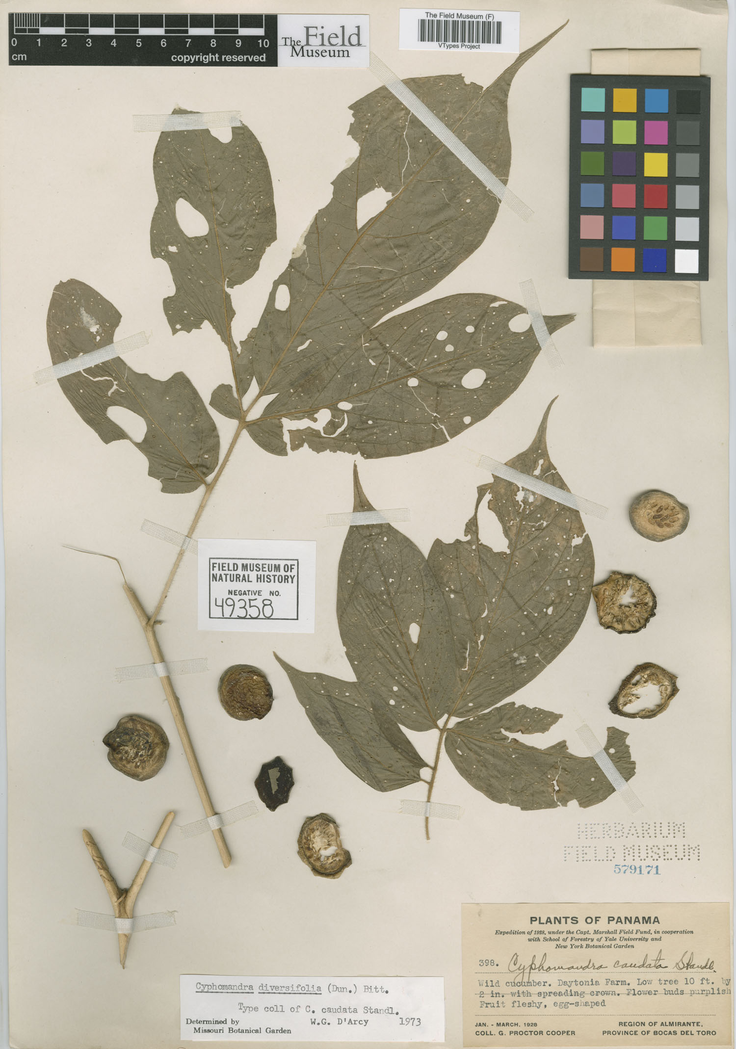 Solanum diversifolium subsp. chloranthum image