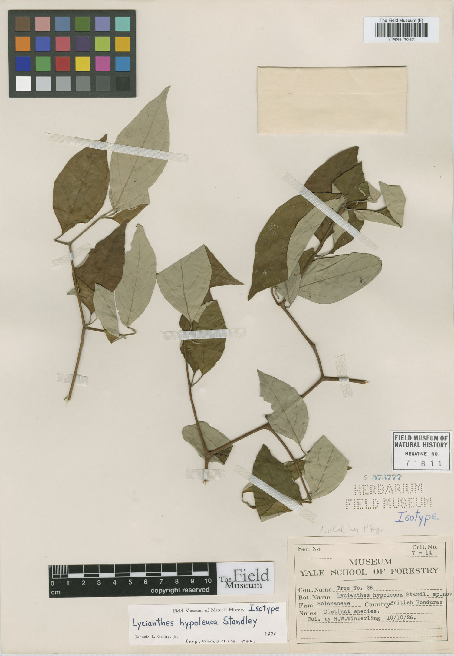 Lycianthes hypoleuca image