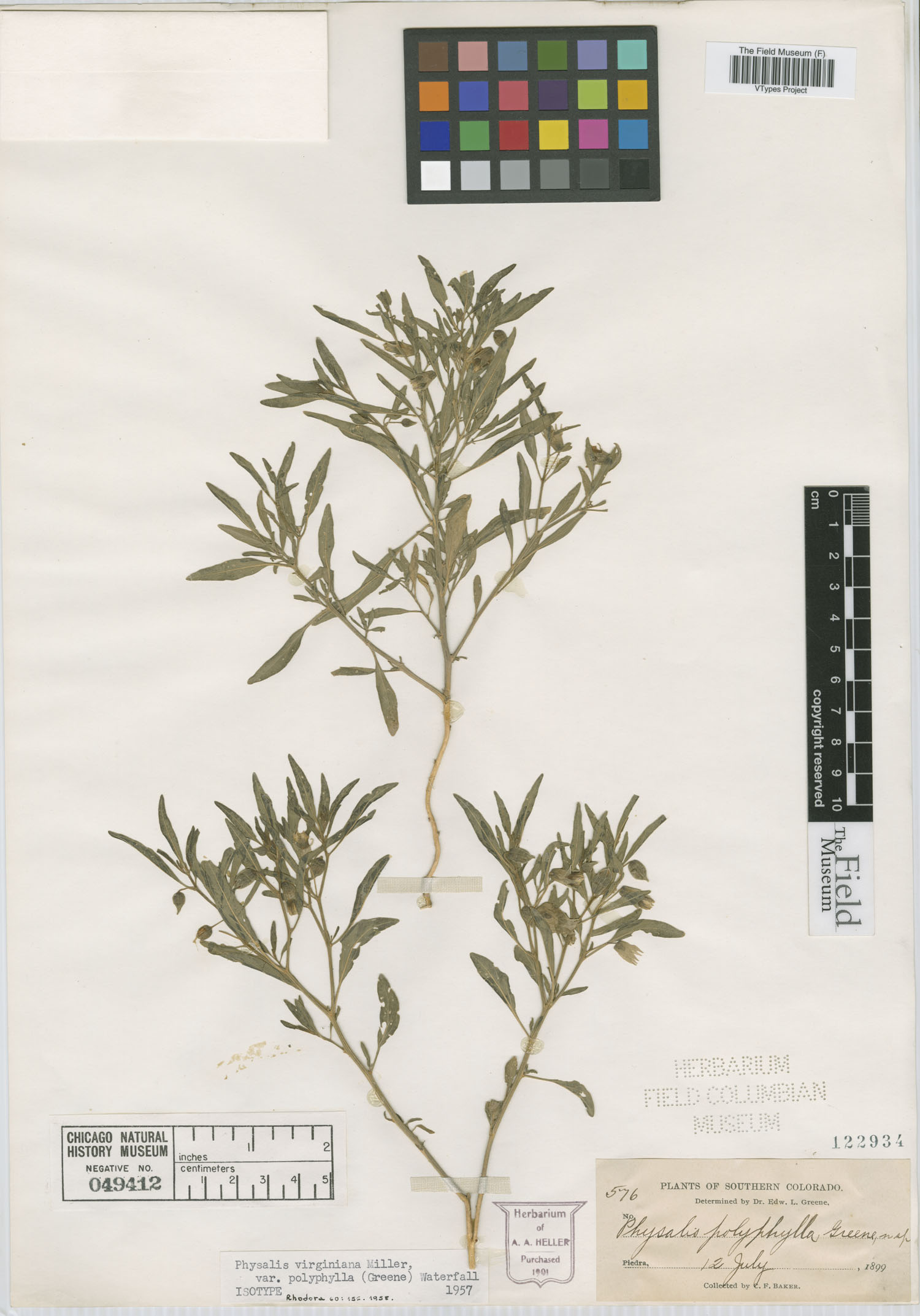 Physalis virginiana var. polyphylla image