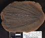 PP 27489 [HS, M] Plantae, Moscovian / Desmoinesian, Francis Creek Shale Member, United States of America, Illinois, Will
