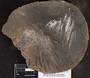 PP 40118 [HS, M] Plantae, Moscovian / Desmoinesian, Francis Creek Shale Member, United States of America, Illinois, Will