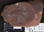 PP 35434 [HS, M] Plantae, Moscovian / Desmoinesian, Francis Creek Shale Member, United States of America, Illinois, Will