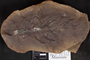 PP 46111 [HS, M] Plantae, Moscovian / Desmoinesian, Francis Creek Shale Member, United States of America, Illinois, Will