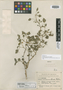 Physalis sonorensis Standl., MEXICO, H. S. Gentry 3011, Holotype, F