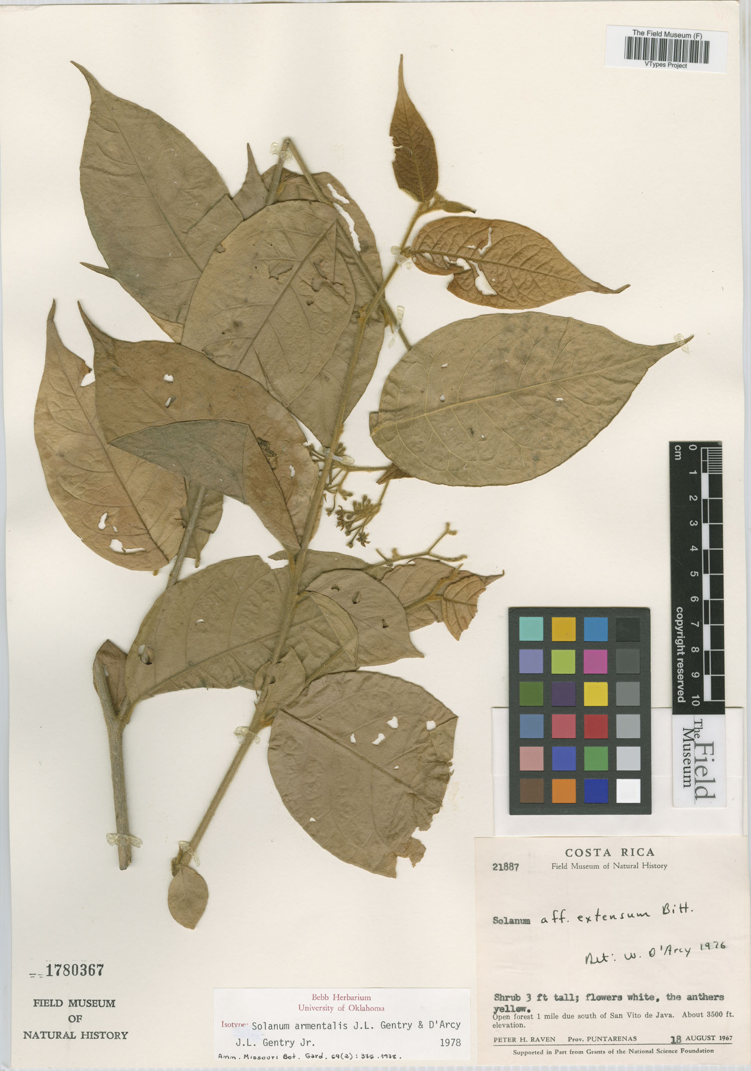 Solanum armentalis image