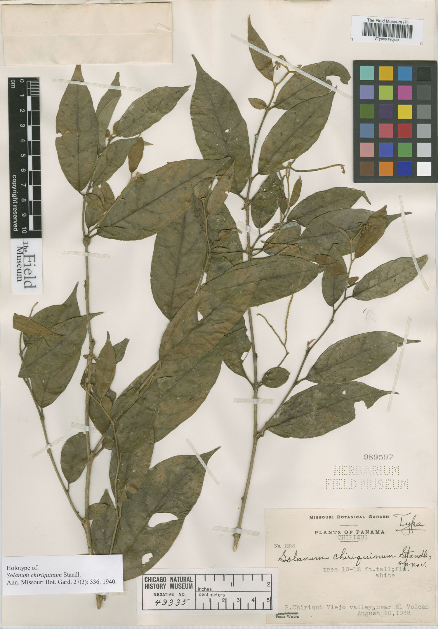 Solanum chiriquinum image