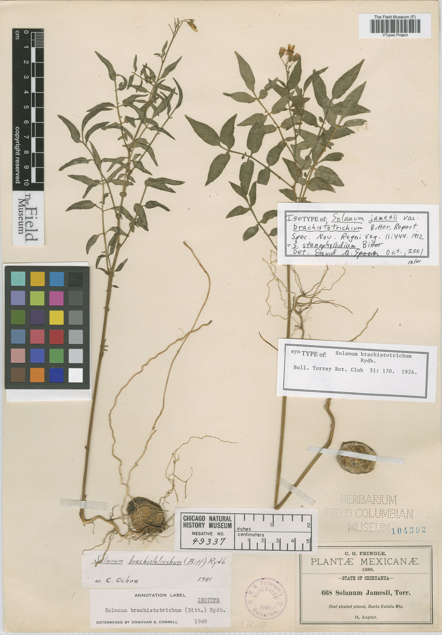 Solanum jamesii var. brachistotrichium image