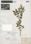 Solanum longipedicellatum Bitter, MEXICO, C. G. Pringle 8602, Isotype, F