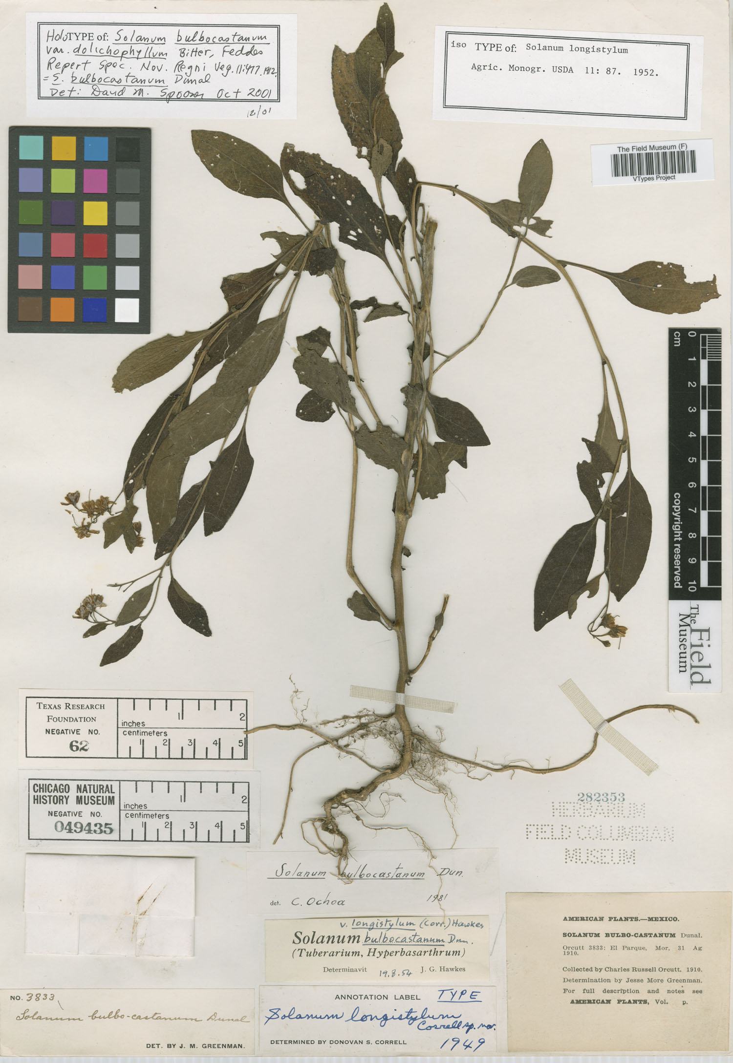 Solanum bulbocastanum image