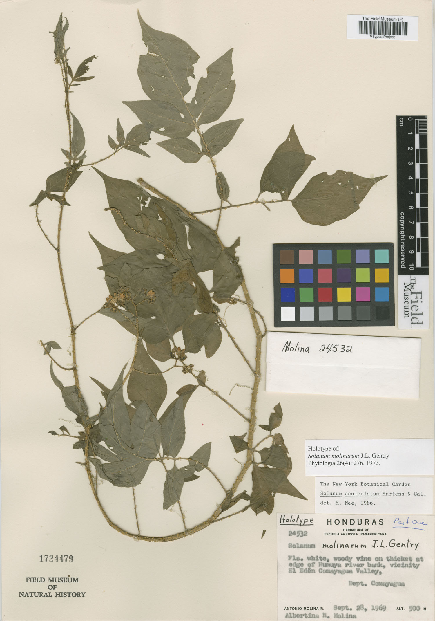 Solanum refractum image