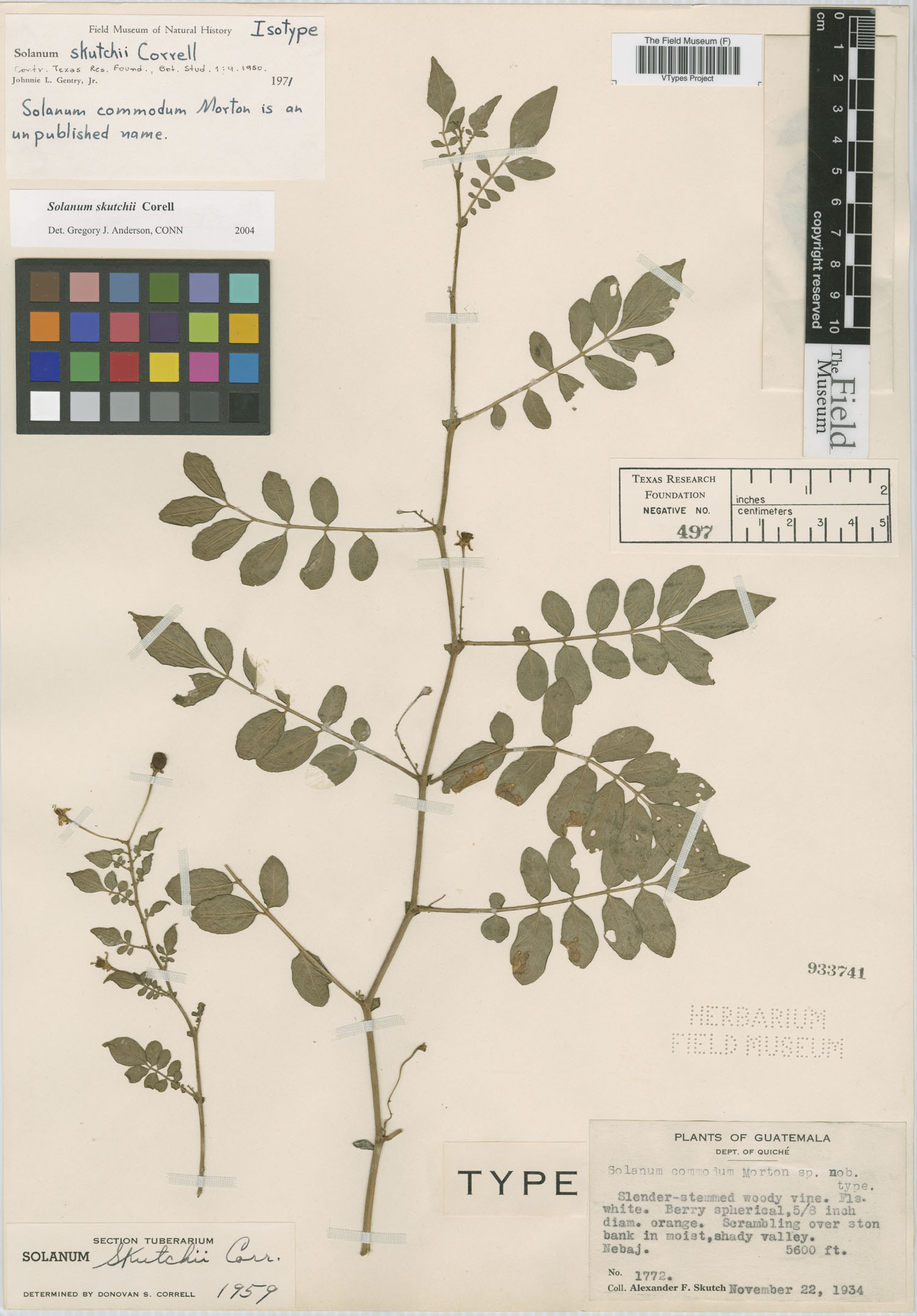 Solanum skutchii image