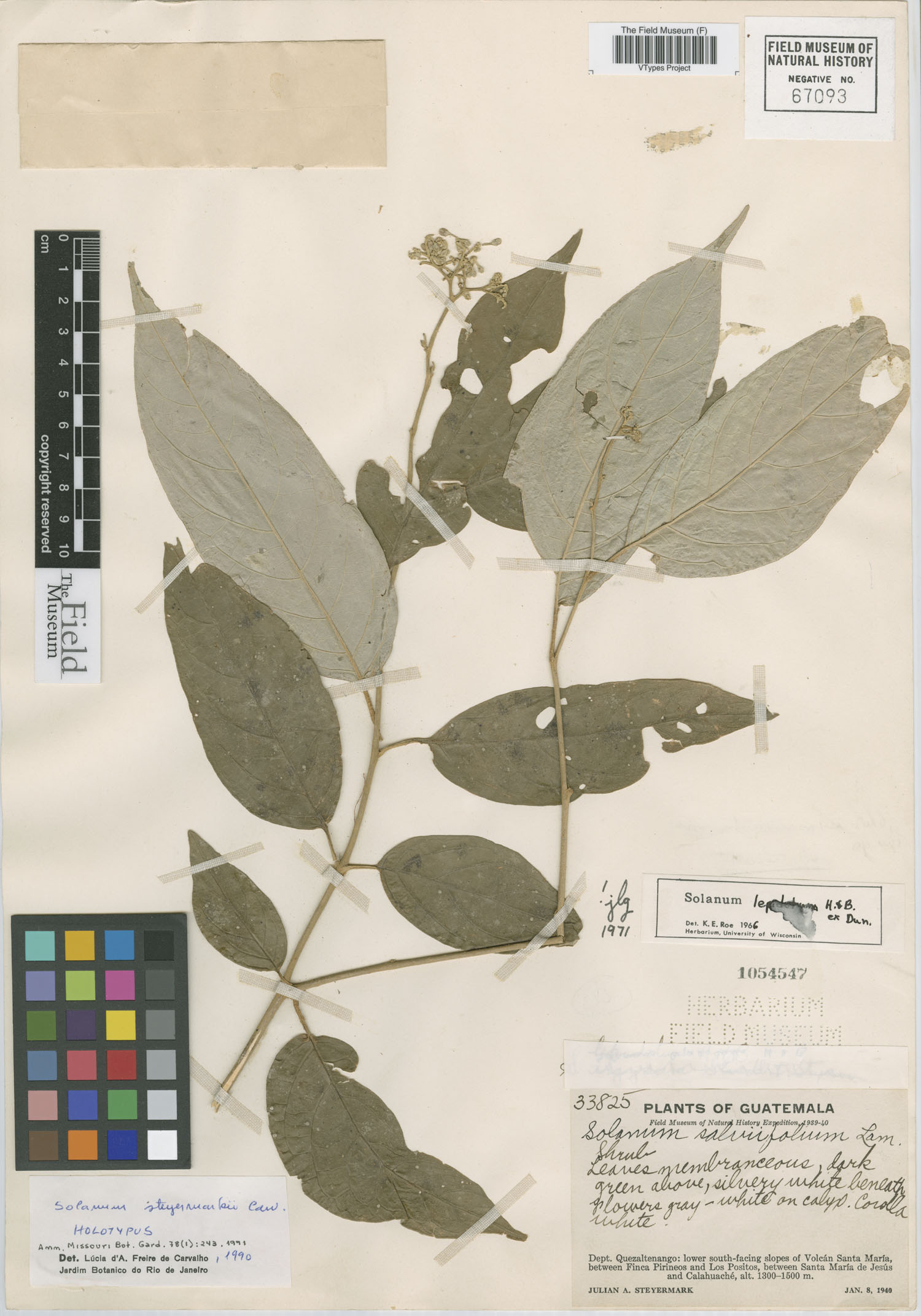 Solanum steyermarkii image