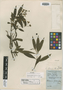 Solanum storkii image