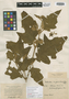 Solanum torvum var. ochraceo-ferrugineum Dunal, MEXICO, J. L. Berlandier 131, Syntype, F
