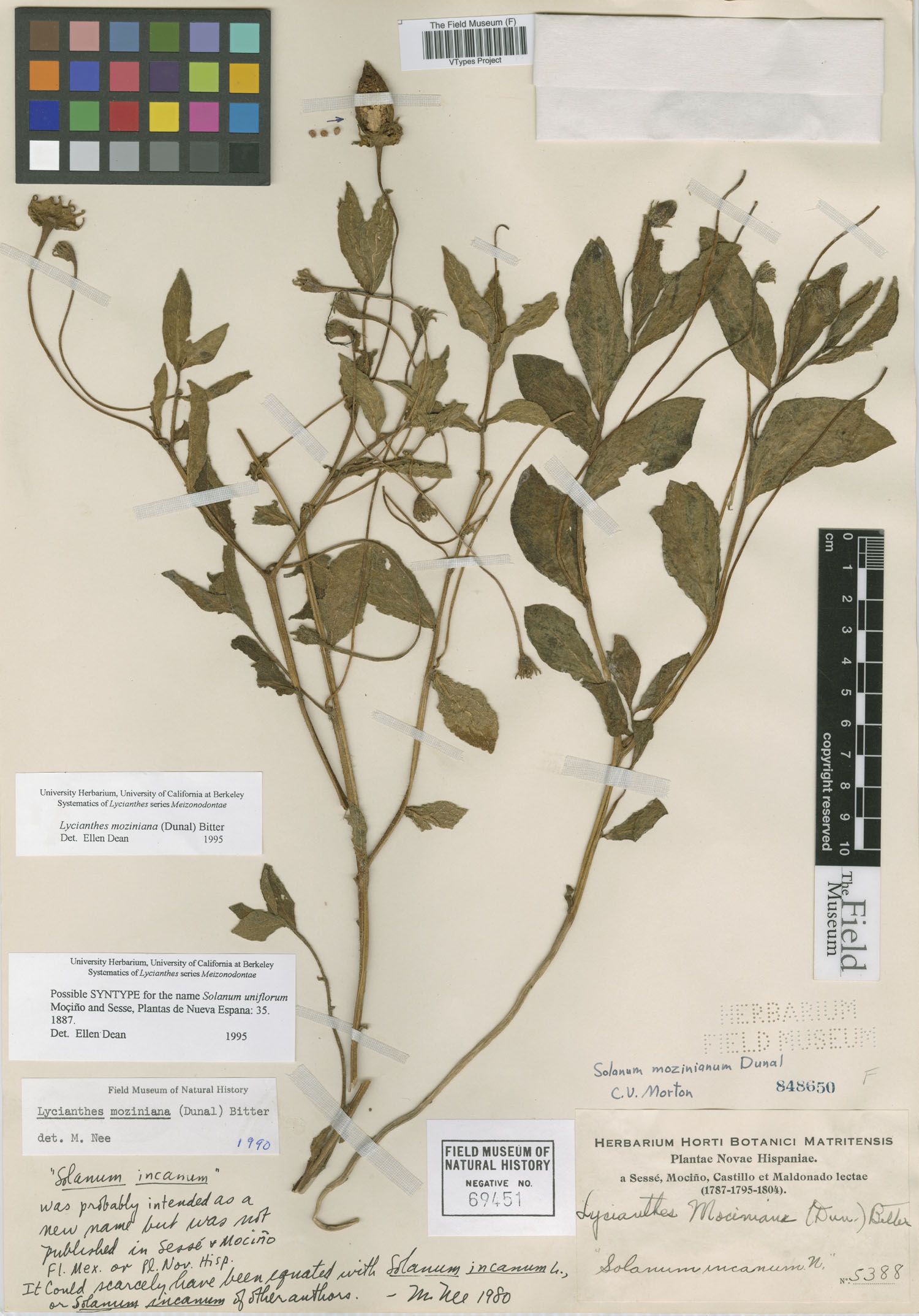 Solanum uniflorum image