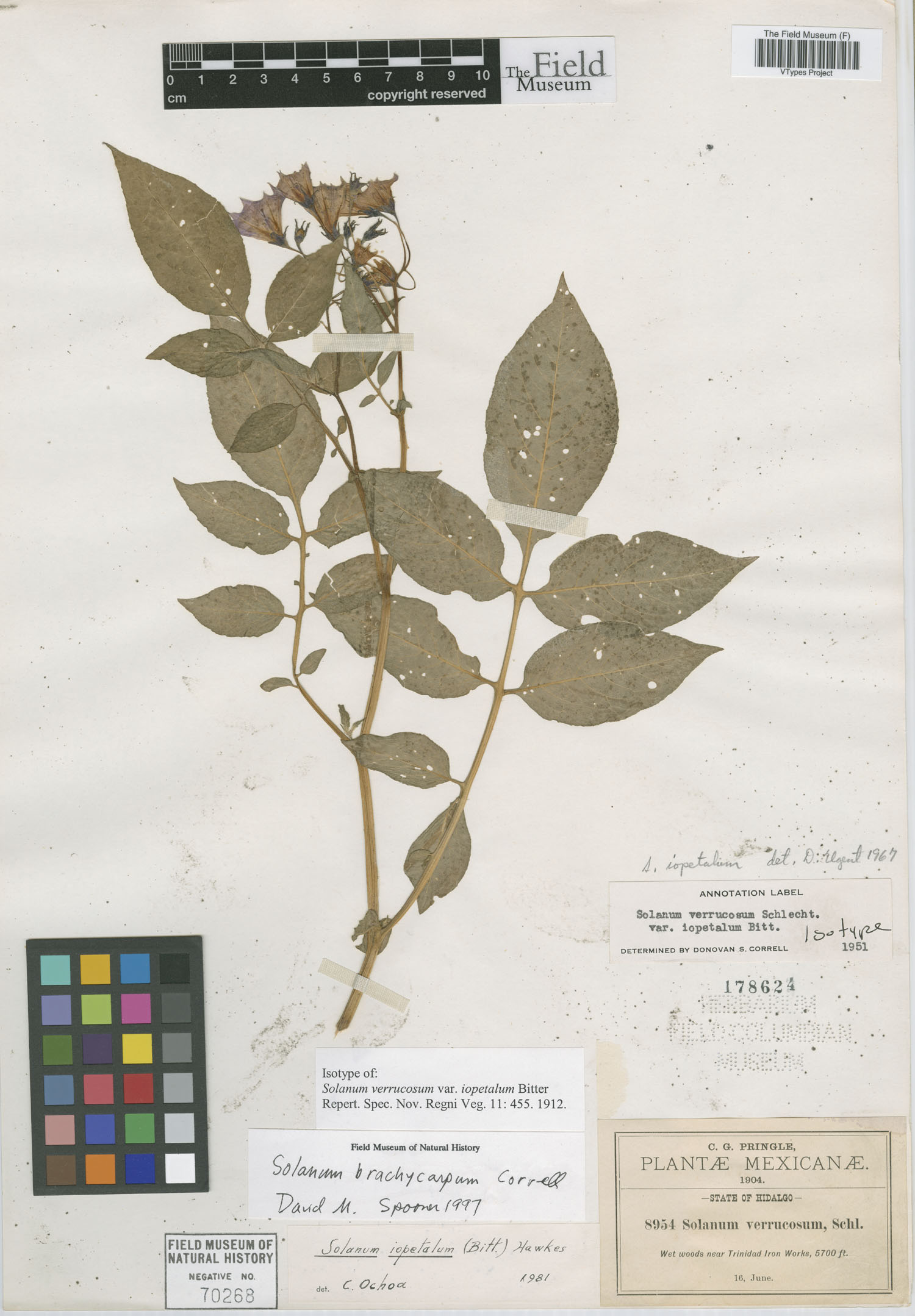 Solanum iopetalum image