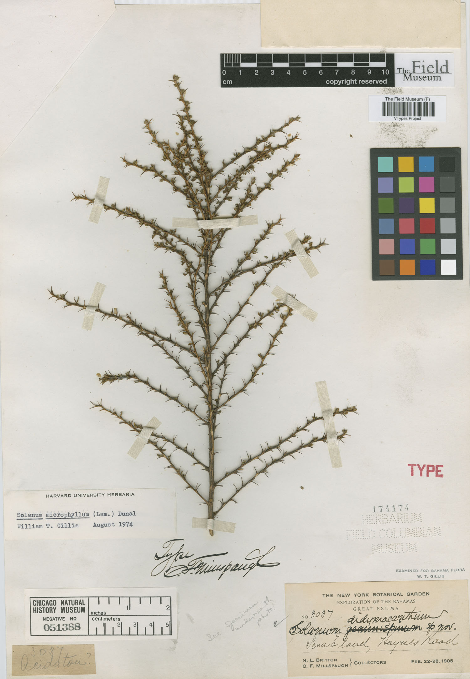 Solanum microphyllum image