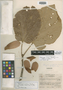 Basiloxylon excelsum Standl. & L. O. Williams, COSTA RICA, P. H. Allen 5984, Isotype, F