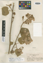 Melochia oaxacana (Kunth) Dorr & L. C. Barnett, MEXICO, B. P. Reko 6098, Isotype, F