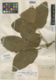 Sterculia striata A. St.-Hil. & Naudin, A. F. C. P. de Saint-Hilaire 87, Isotype, F