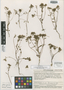 Levenhoekia pulcherrima Carlquist, Australia, S. J. Carlquist 4027, Isotype, F