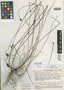 Stylidium squamosotuberosum Carlquist, Australia, S. J. Carlquist 4060, Isotype, F
