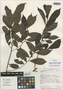 Symplocos naniflora L. M. Kelly & Almeda, COSTA RICA, G. Herrera 4677, Isotype, F