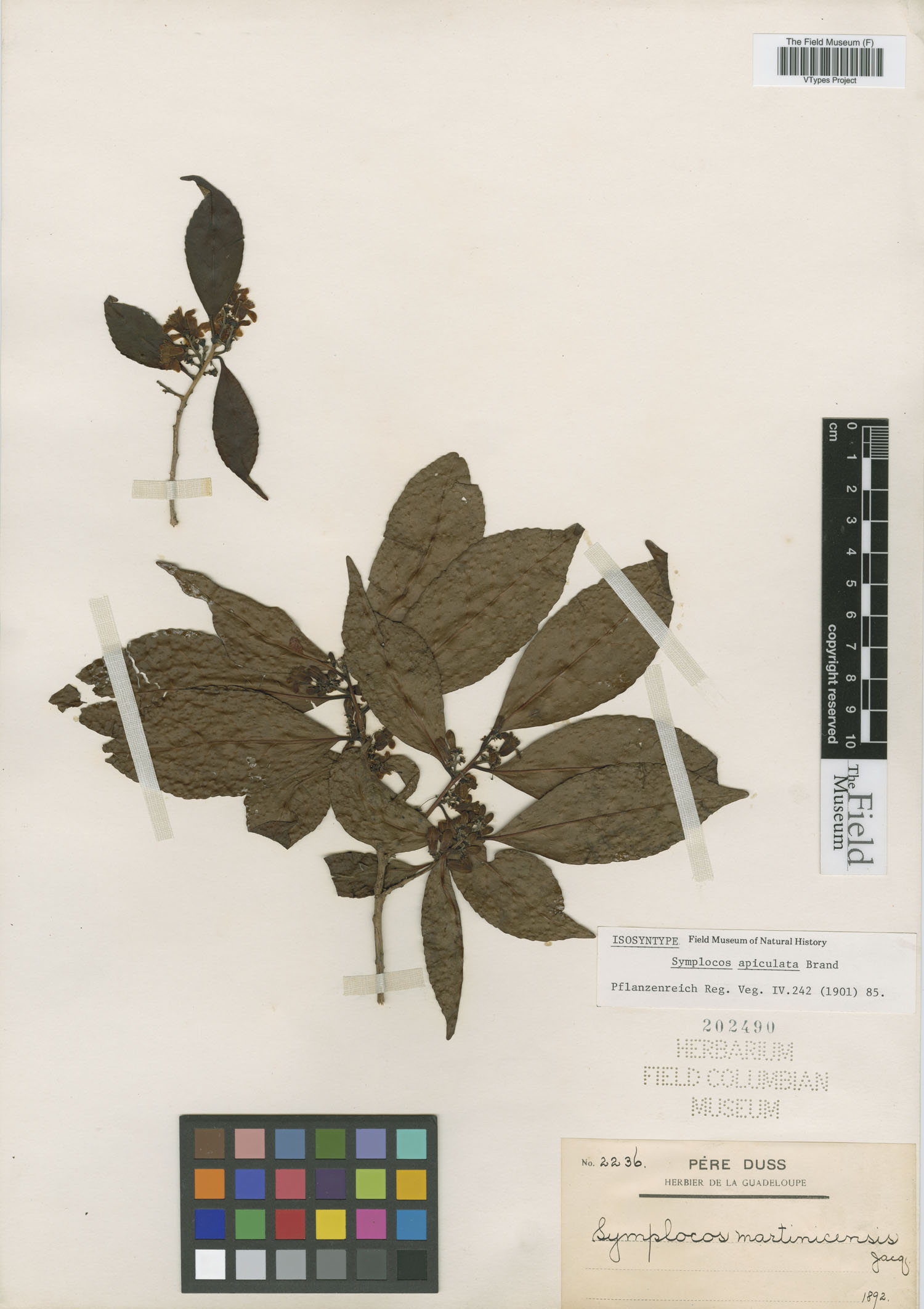 Symplocos martinicensis image