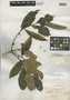 Symplocos mapirensis Rusby, BOLIVIA, H. H. Rusby 2685, Isotype, F