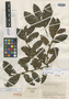 Symplocos pichindensis Cuatrec., COLOMBIA, J. Cuatrecasas 21662, Isolectotype, F