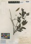 Symplocos tenuifolia Brand, BRAZIL, A. F. Regnell II.40, Isosyntype, F