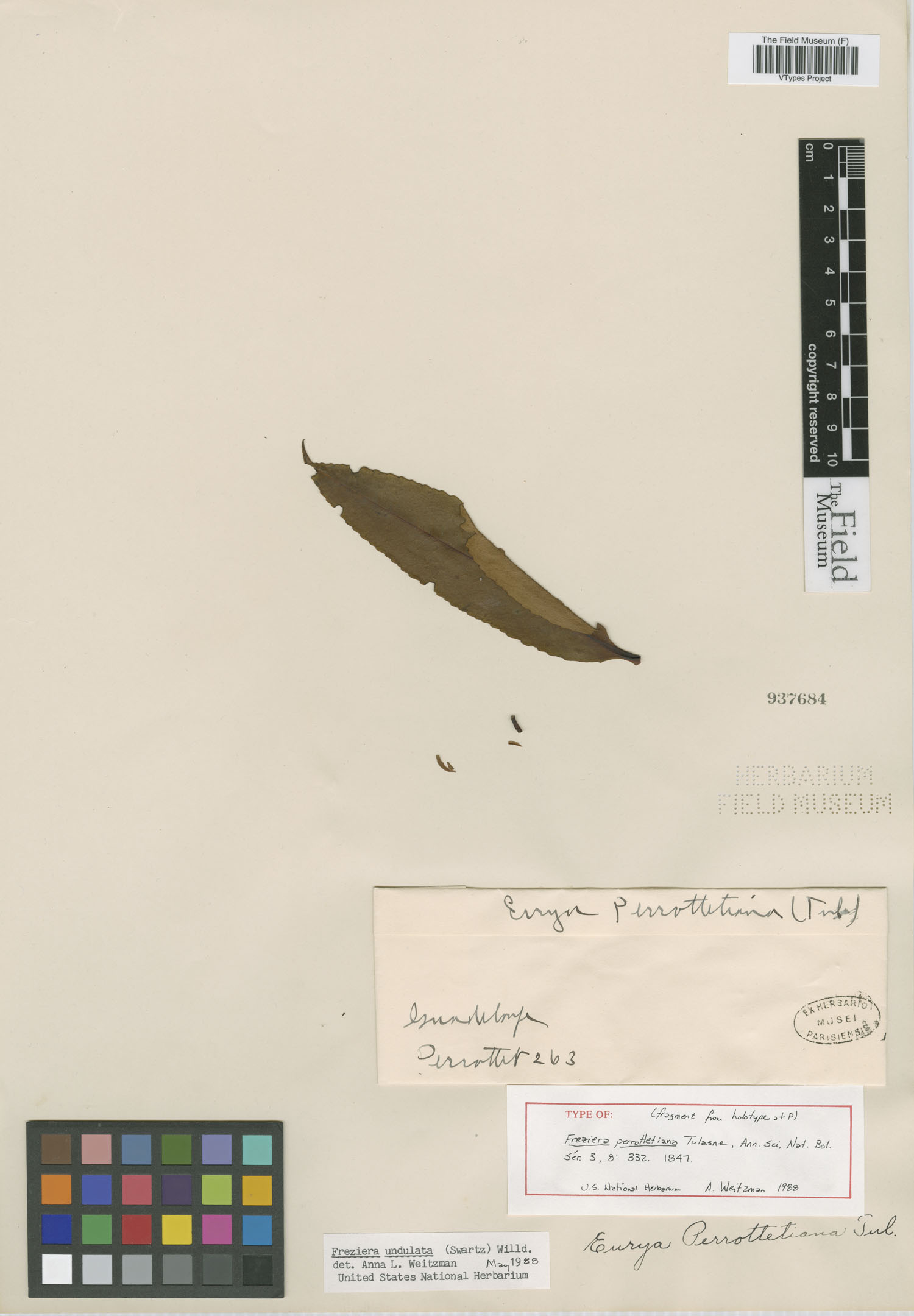 Freziera undulata image