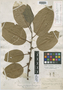 Eroteum subintegrifolium Rusby, BOLIVIA, M. Bang 496, Isotype, F