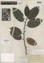 Eurya lehmannii Hieron., COLOMBIA, F. C. Lehmann 4777, Isotype, F