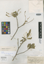 Daphnopsis brevifolia image