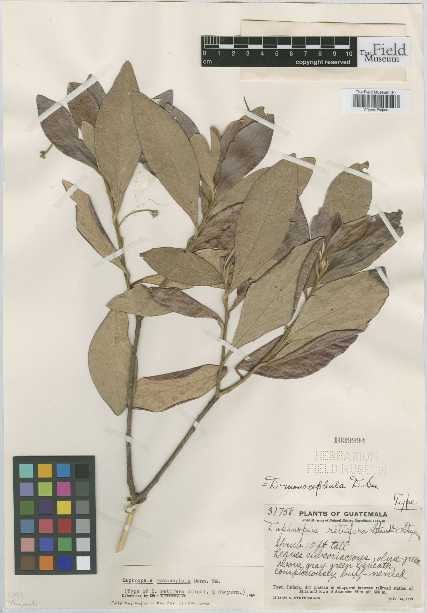 Daphnopsis image