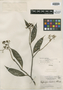 Daphnopsis americana image