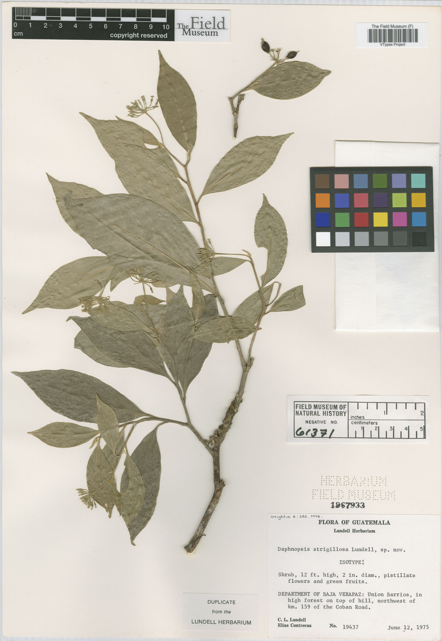 Daphnopsis strigillosa image