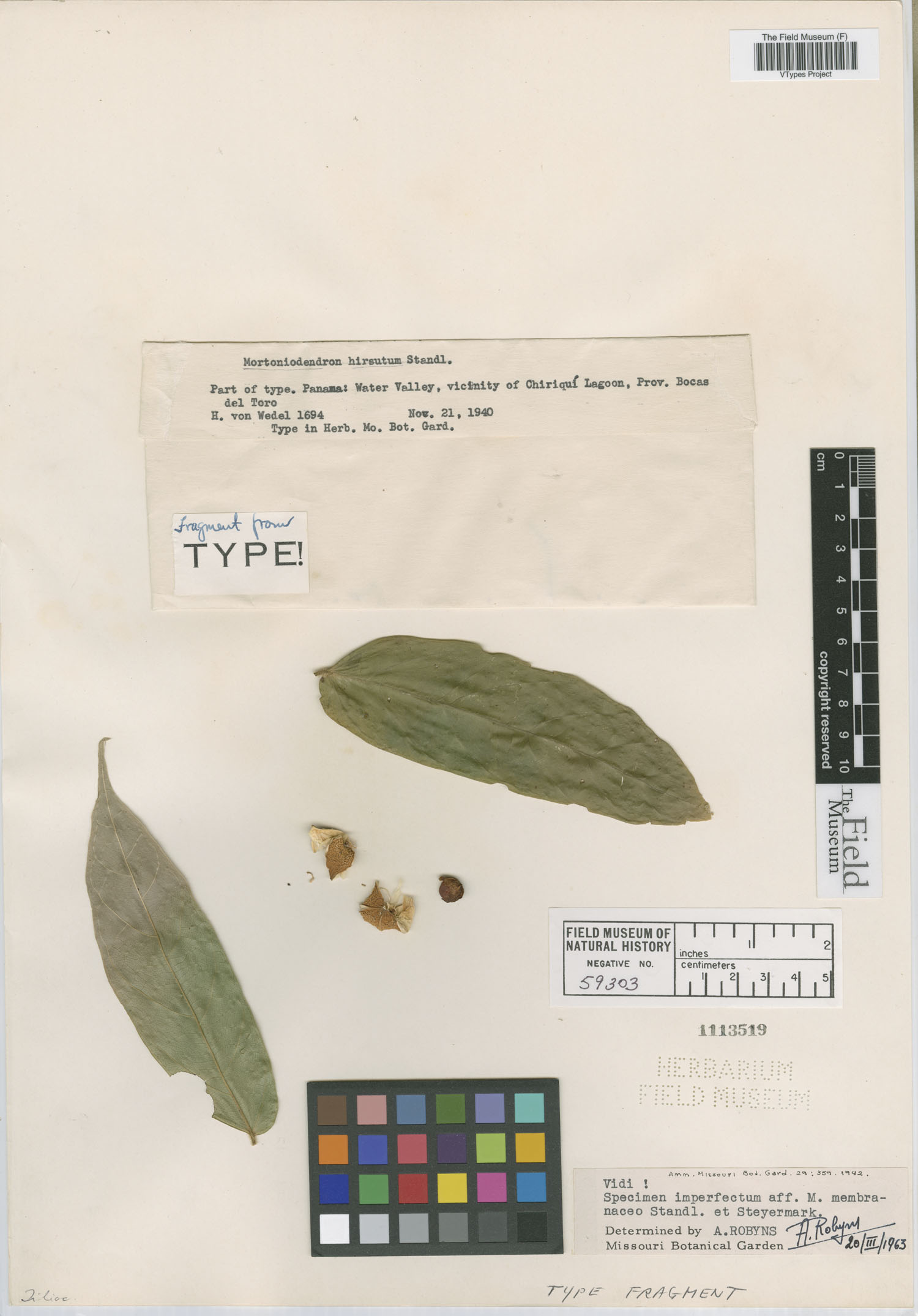 Mortoniodendron hirsutum image
