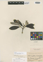 Lightia licanioides Spruce ex Warm., R. Spruce 3413, Isotype, F