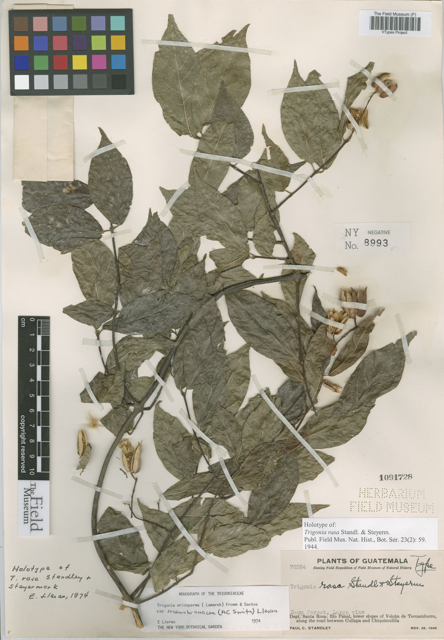 Trigoniaceae image