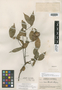 Trigonia eriosperma subsp. membranacea image