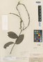 Trigonia parviflora Benth., R. Spruce, Isotype, F