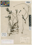Pilea imparifolia Wedd., FRENCH GUIANA, F. M. R. Leprieur, Syntype, F